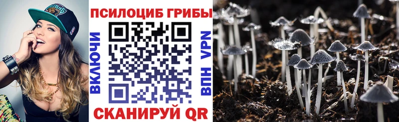 купить   Верхоянск  Псилоцибиновые грибы Psilocybe 